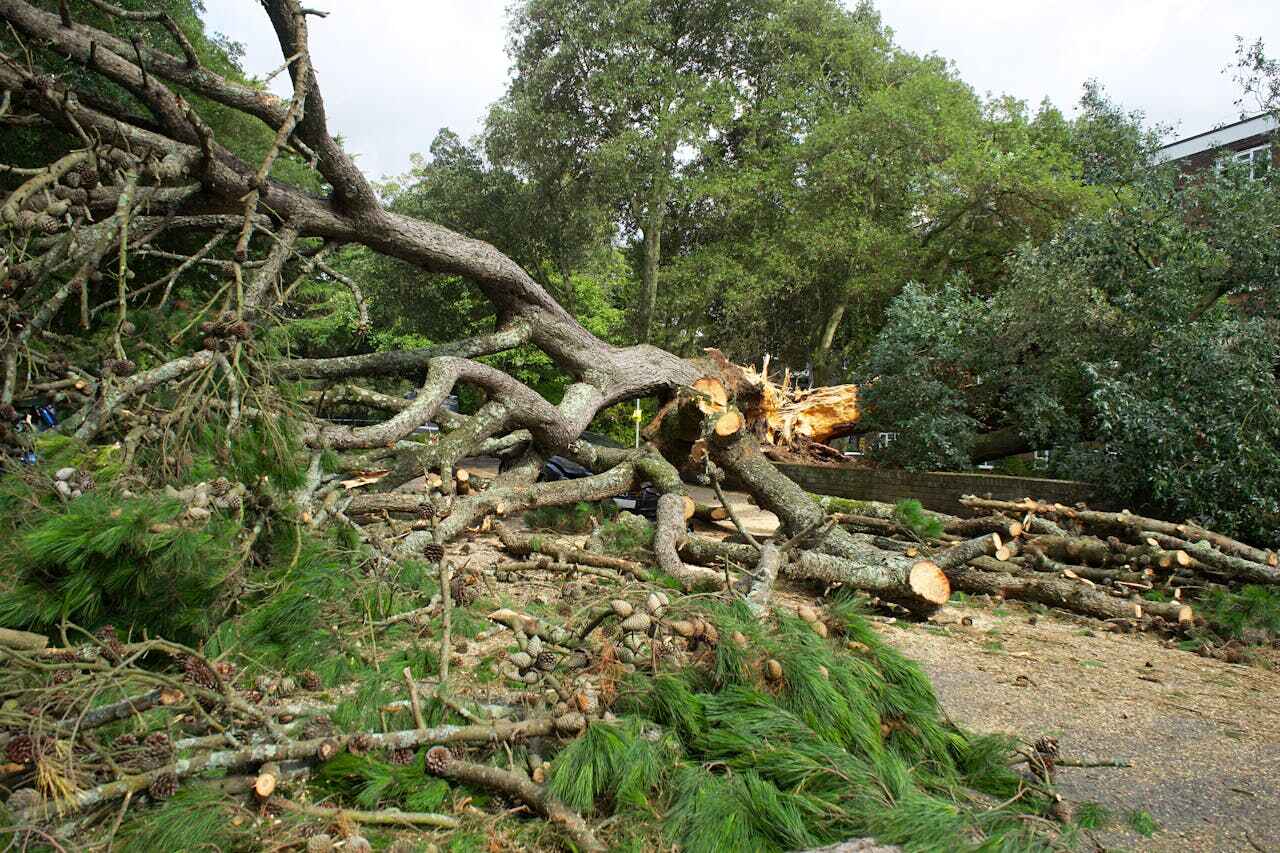 The Steps Involved in Our Tree Care Process in Montgomery, TX